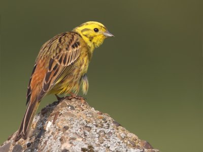 geelgors 2011-4.jpg