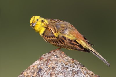 geelgors 2011-5.jpg