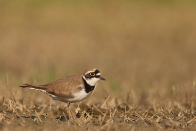 Kleine plevier 2011-2.JPG