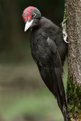 Zwarte specht 2.jpg