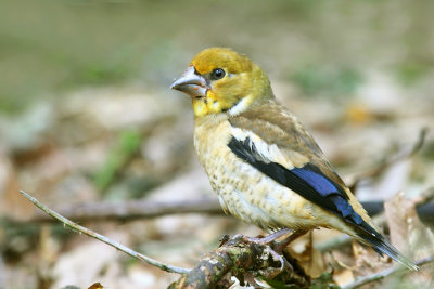 Appelvink juveniel 1.jpg