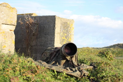 Konijnen duinen.JPG