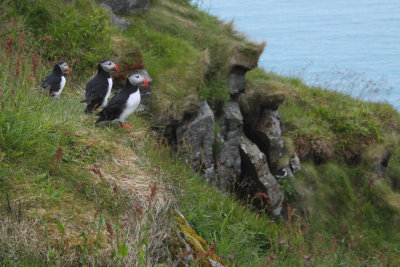 puffin runde 2.jpg