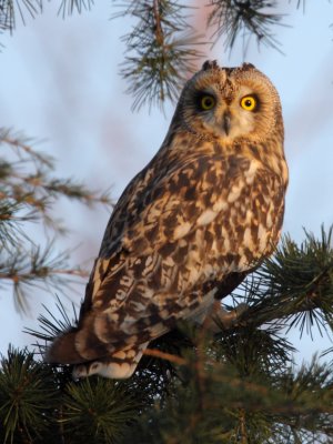 Velduil  febr2012-7.jpg