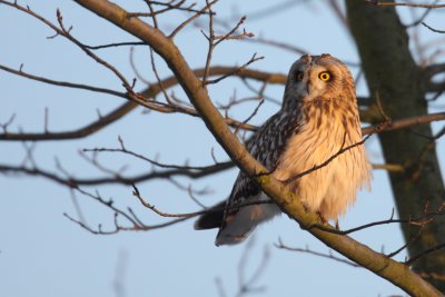 Velduil  febr2012-9.jpg