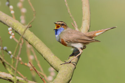 blauwborst zang.jpg