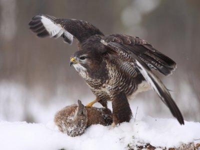 buizerd sneeuw3.JPG