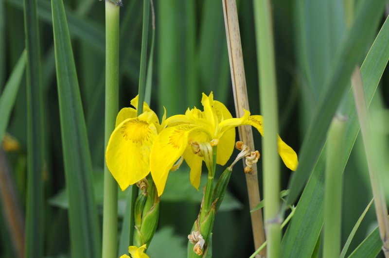 Yellow Iris ( Iris pseudacorus )