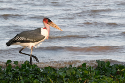  Marabou Stork (Leptoptilos crumeniferus)