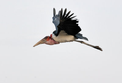  Marabou Stork (Leptoptilos crumeniferus)
