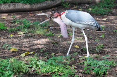  Marabou Stork (Leptoptilos crumeniferus)