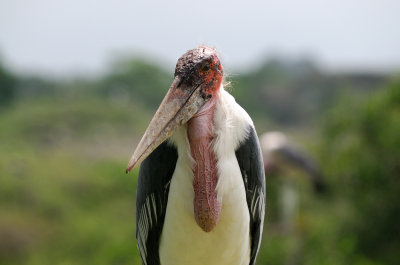  Marabou Stork (Leptoptilos crumeniferus)