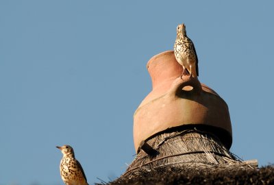  Groundscraper thrush ( Psophocichla litsitsirupa  )