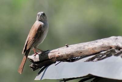  Swainson's Sparrow (Passer swainsonii)