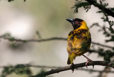  Speke's weaver (Ploceus spekei)