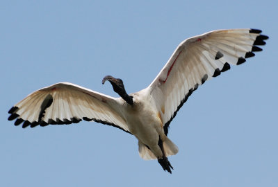  African Sacred Ibis(Threskiornis aethiopicus)