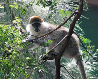 Vervet Monkey, Lake Tana