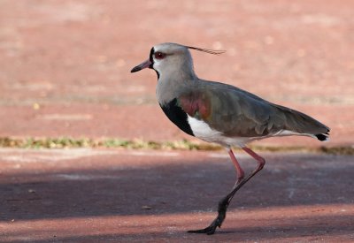  Southern Lapwing