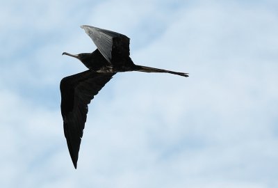  Magnificent Frigatebird - Female