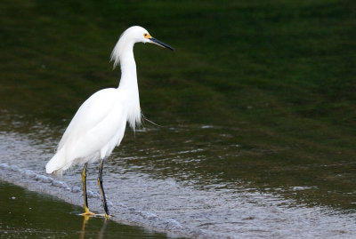  Little Egret