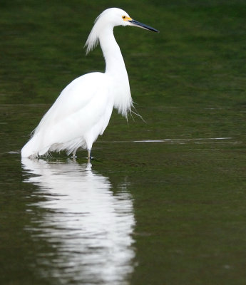 Little Egret