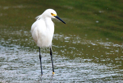  Little Egret