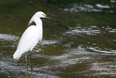  Little Egret