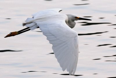  Little Egret