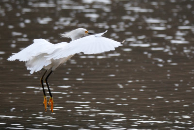  Little Egret