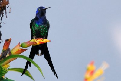 Swallow-tailed Hummingbird