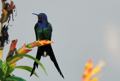  Swallow-tailed Hummingbird