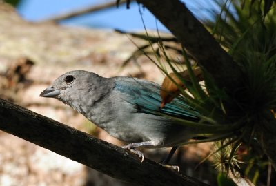 Sayaca Tanager