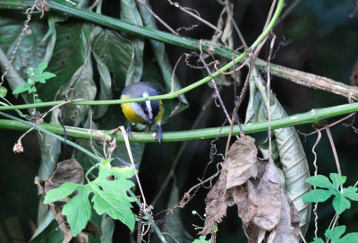  Bananaquit