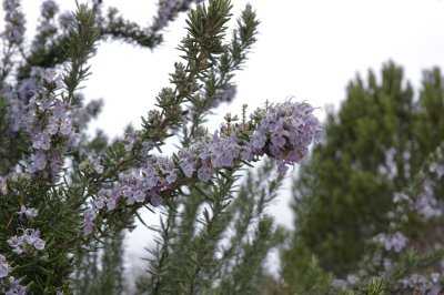 Rosemary   ( Rosmarinus officinalis )