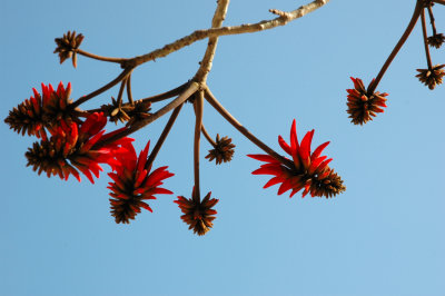 Coral tree  ( Erythrina )