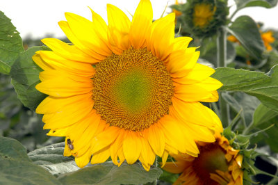Sunflower  (Helianthus annuus)
