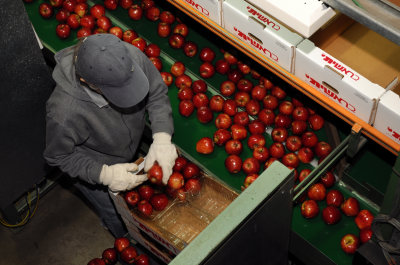 Apple packing plant