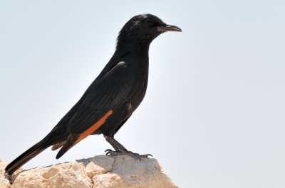 Tristram's Starling ( Onychognathus Tristramii )