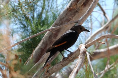 Tristram's Starling ( Onychognathus Tristramii )