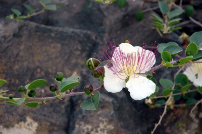 Caper bush  ( Capparis spinosa )