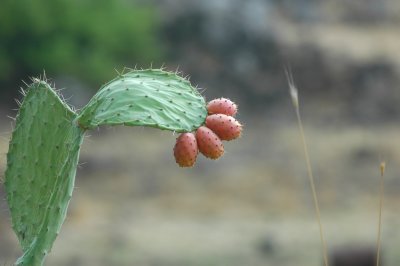 Prickly pear - Sabra cactus ( Opuntia humifusa )