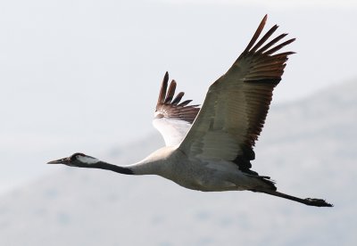 Common Crane ( Grus grus )
