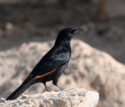 Tristram's Starling ( Onychognathus Tristramii ) Male