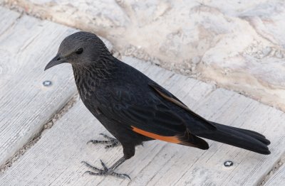 Tristram's Starling ( Onychognathus Tristramii ) Female