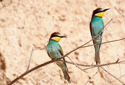 European Bee-Eater  ( Merops Apiaster )