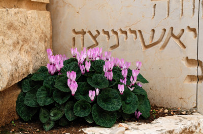 Cyclamen flowers in the Valley of the Destroyed Communities