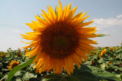 Sunflower  (Helianthus annuus)