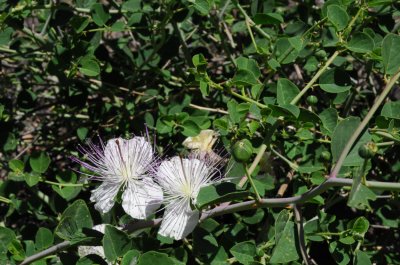 Caper bush  ( Caparis spinosa )