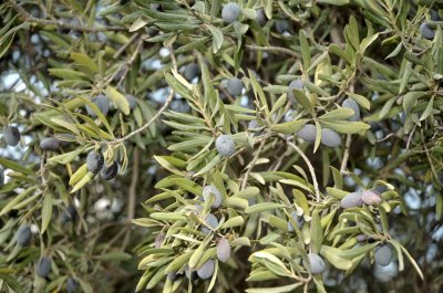 Olive tree  ( Olea europaea )