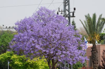 Jacaranda tree ( Jacaranda mimosifolia )